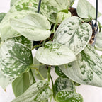 Scindapsus pictus 'Silvery Ann' - XL primjerci