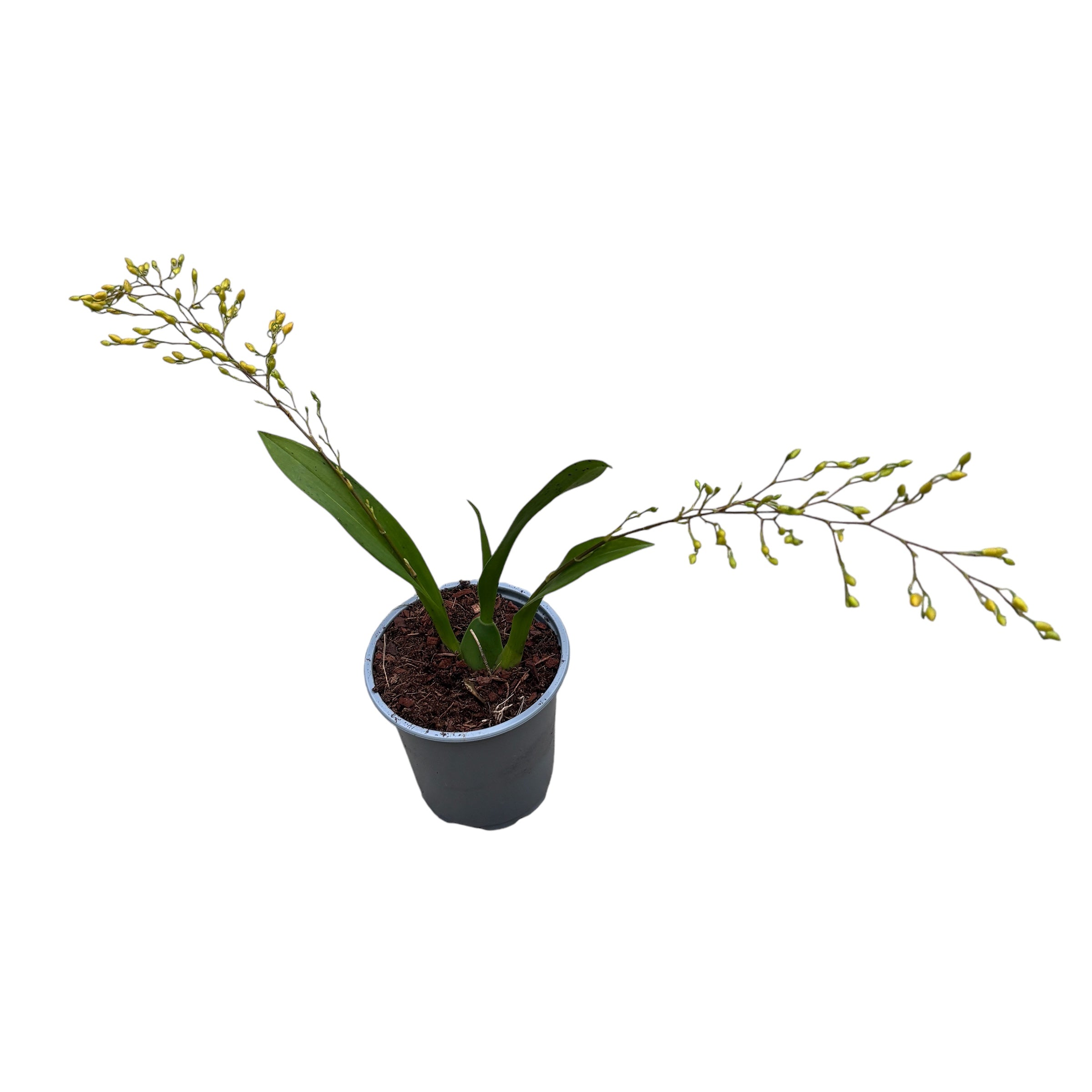 Oncidium Twinkle Pearl (flori intens parfumate)