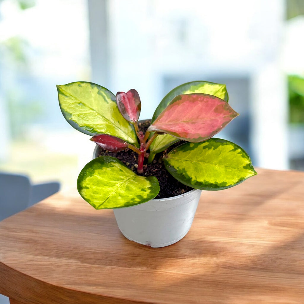 Hoya australis 'Lisa' D6 - ароматна