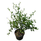 Ceanothus 'Victoria' (Liliac Californian) - evergreen