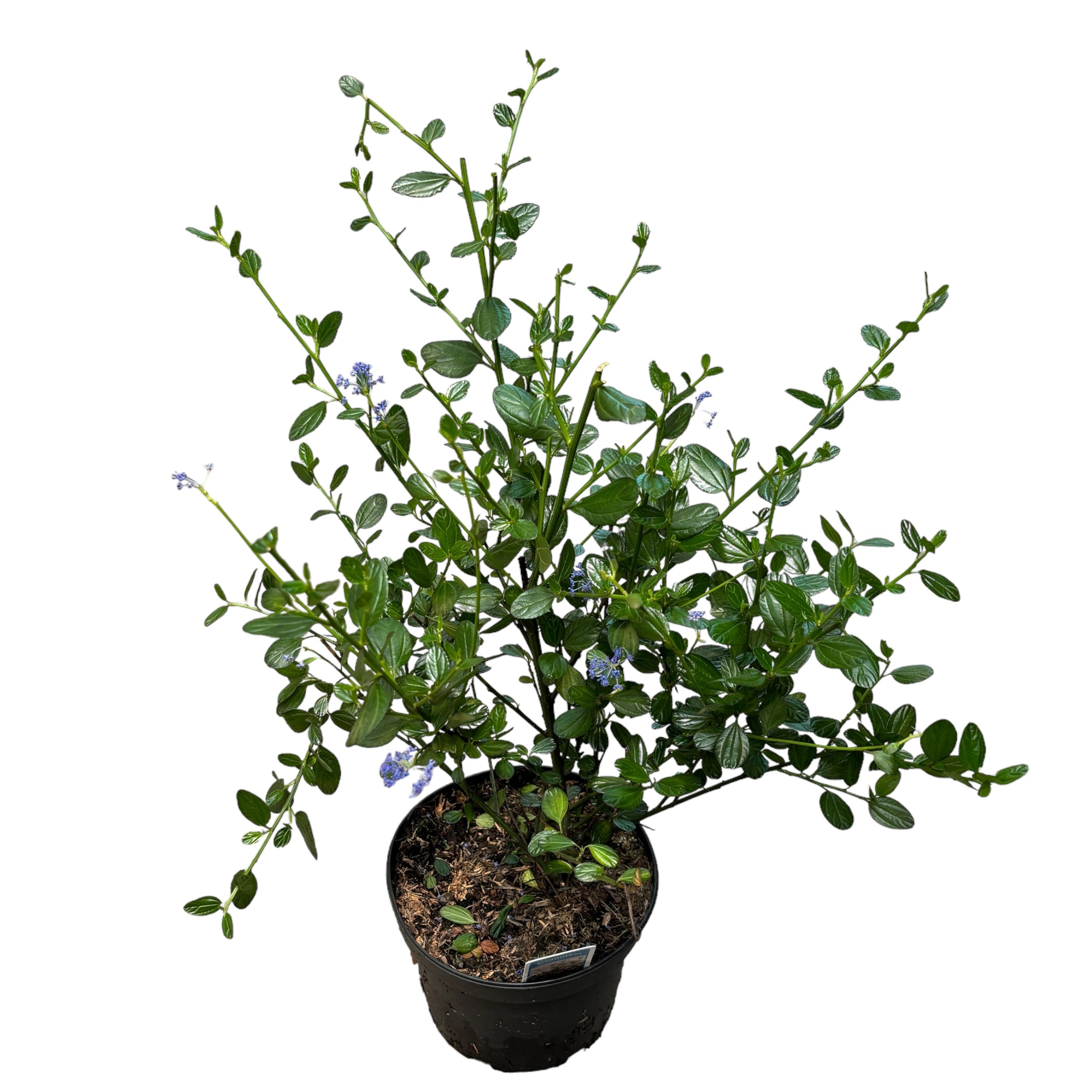 Ceanothus 'Victoria' (Liliac Californian) - evergreen