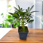 Helleborus foetidus – hellébore fétide, fleur décorative et résistante