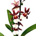 Oncidium Debutante Fredensbog - fragrant