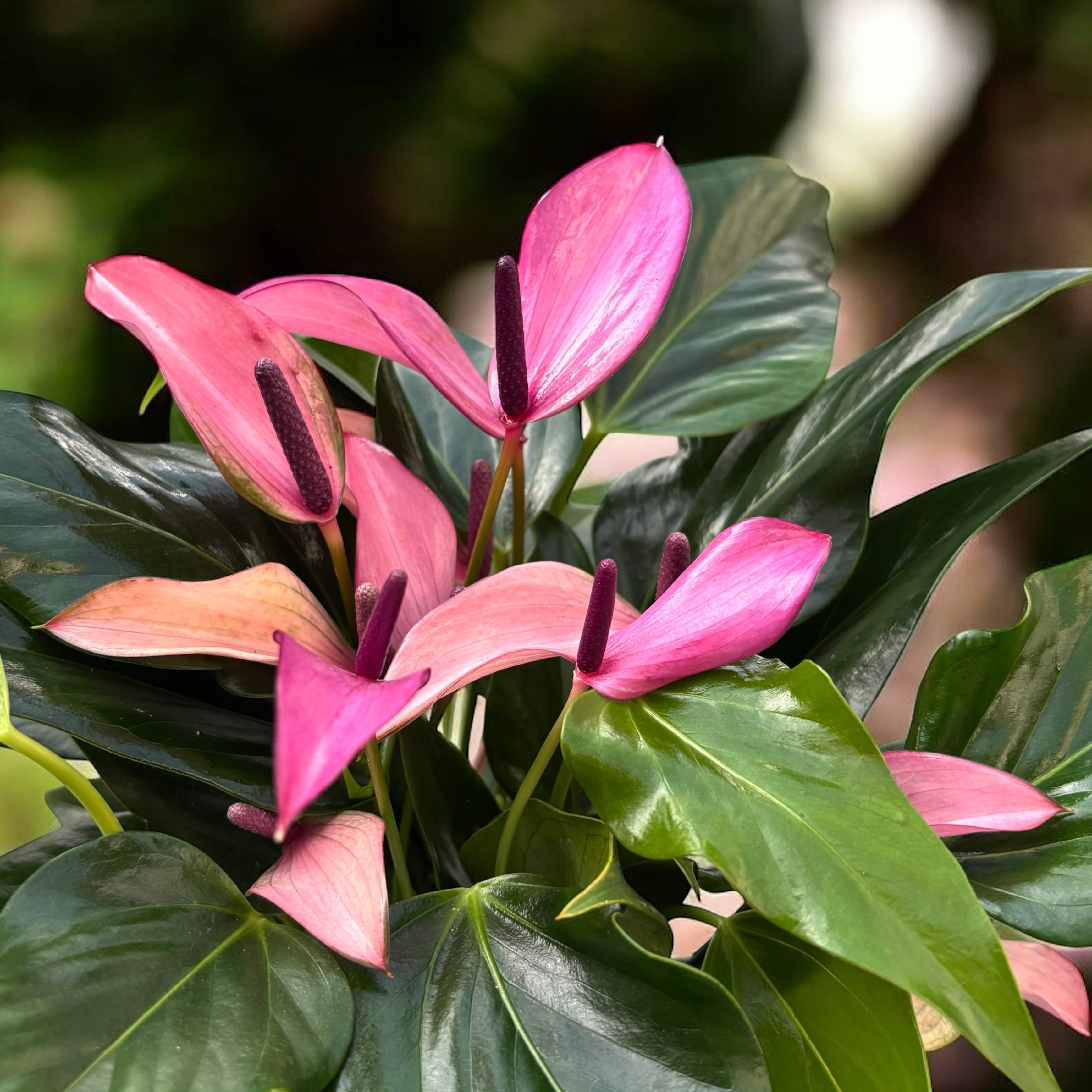 Anthurium Zizou - eleganta exotica in nuante de violet intens