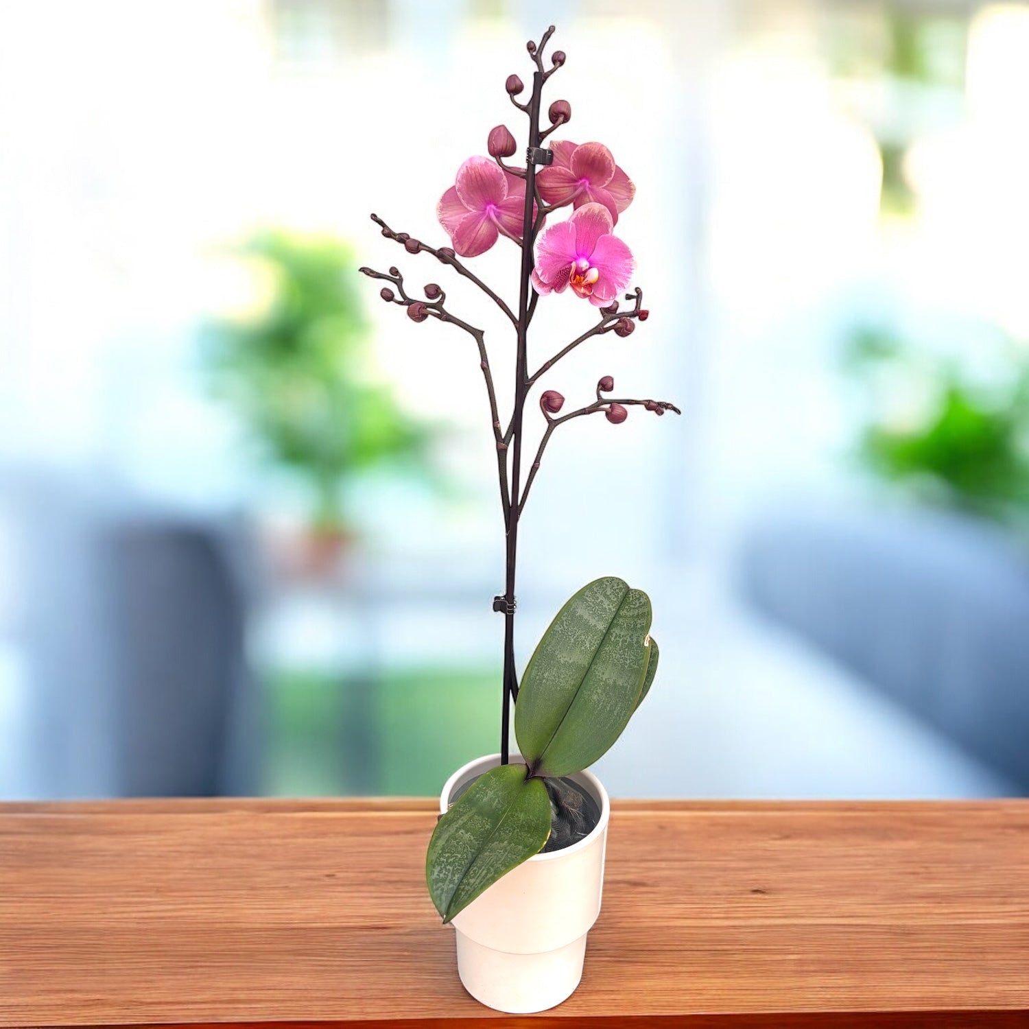 Phalaenopsis Limited