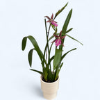 Wilhelmara Shelob-Marie Elle - fragrant