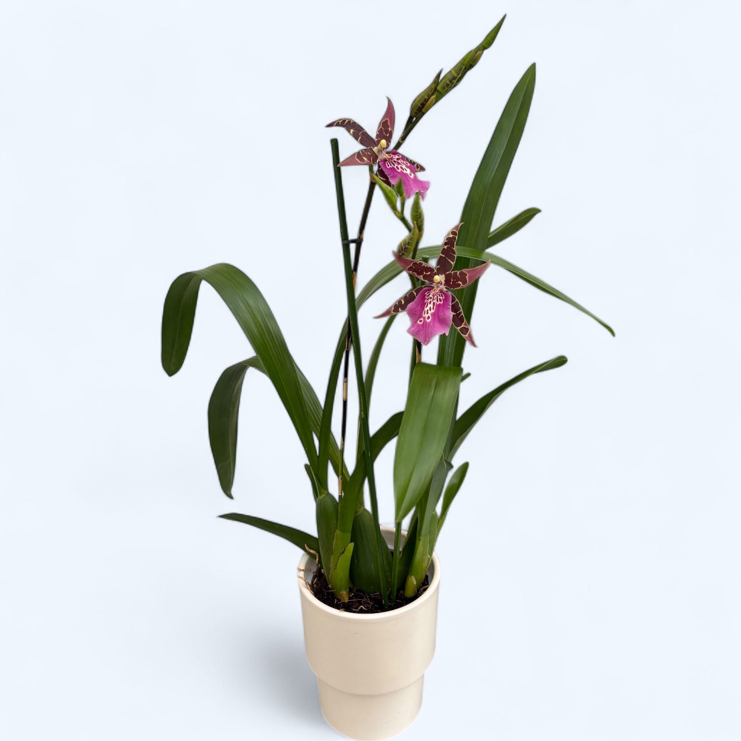 Wilhelmara Shelob-Marie Elle - fragrant