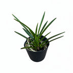 Vanda falcata (Neofinetia falcata) - fragrant flowers (jasmine)