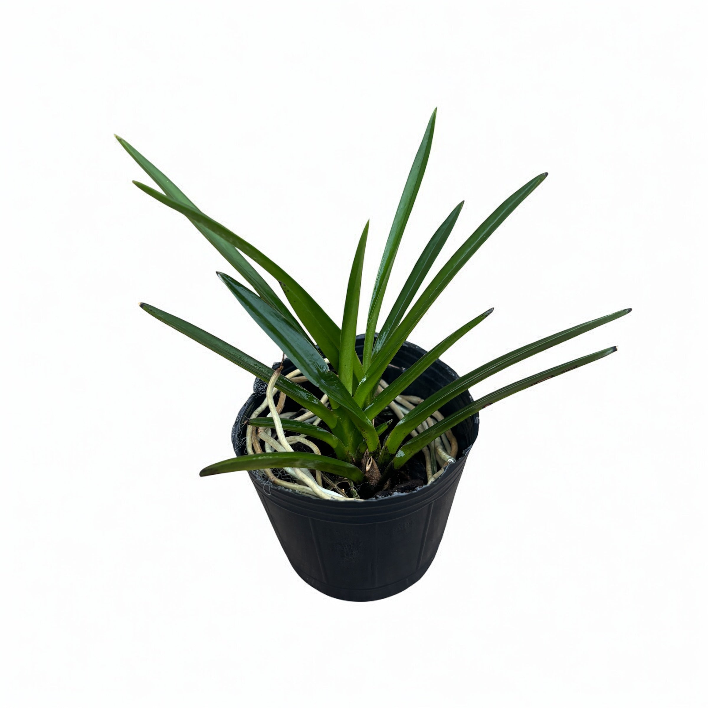 Vanda falcata (Neofinetia falcata) - flori parfumate (iasomie)