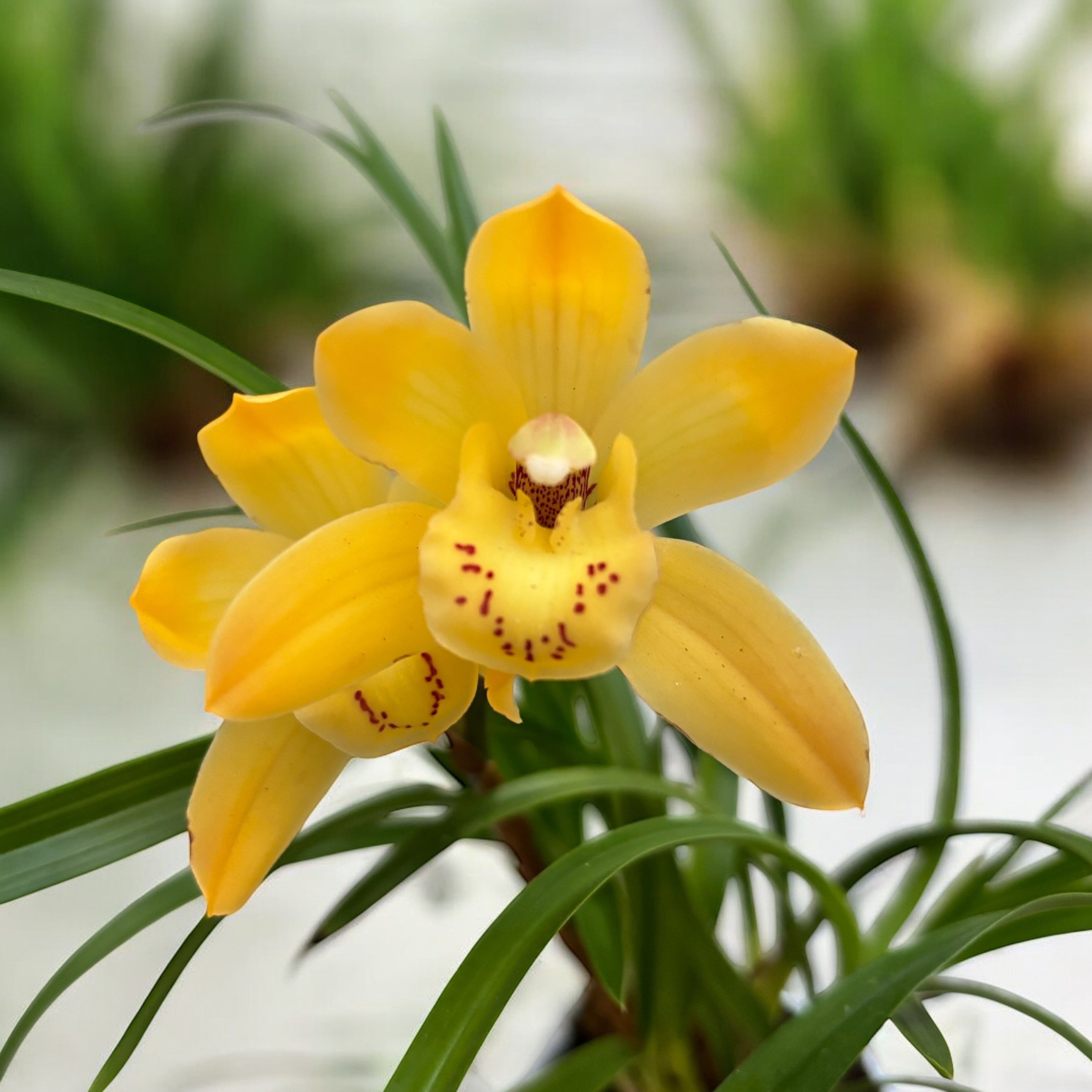 Cymbidium Eastern Bunny - miniatura compacta cu flori parfumate