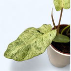 Philodendron 'Snowdrift'