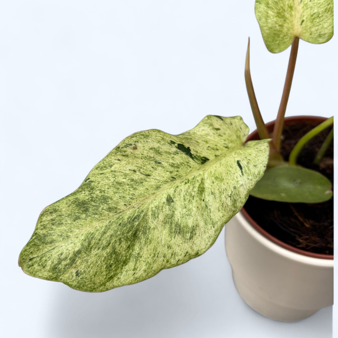 Philodendron 'Snowdrift'