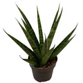Sansevieria Comet Queen Marble