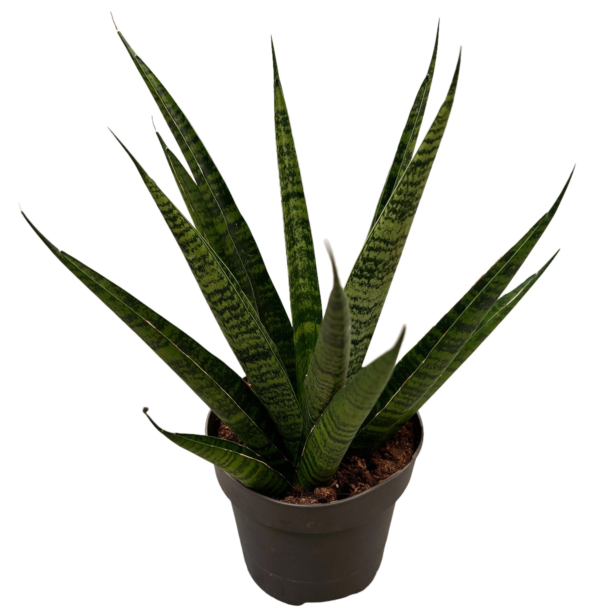Sansevieria Comet Queen Marble
