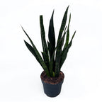 Sansevieria trifasciata 'Black Coral' (svärmorstunga)