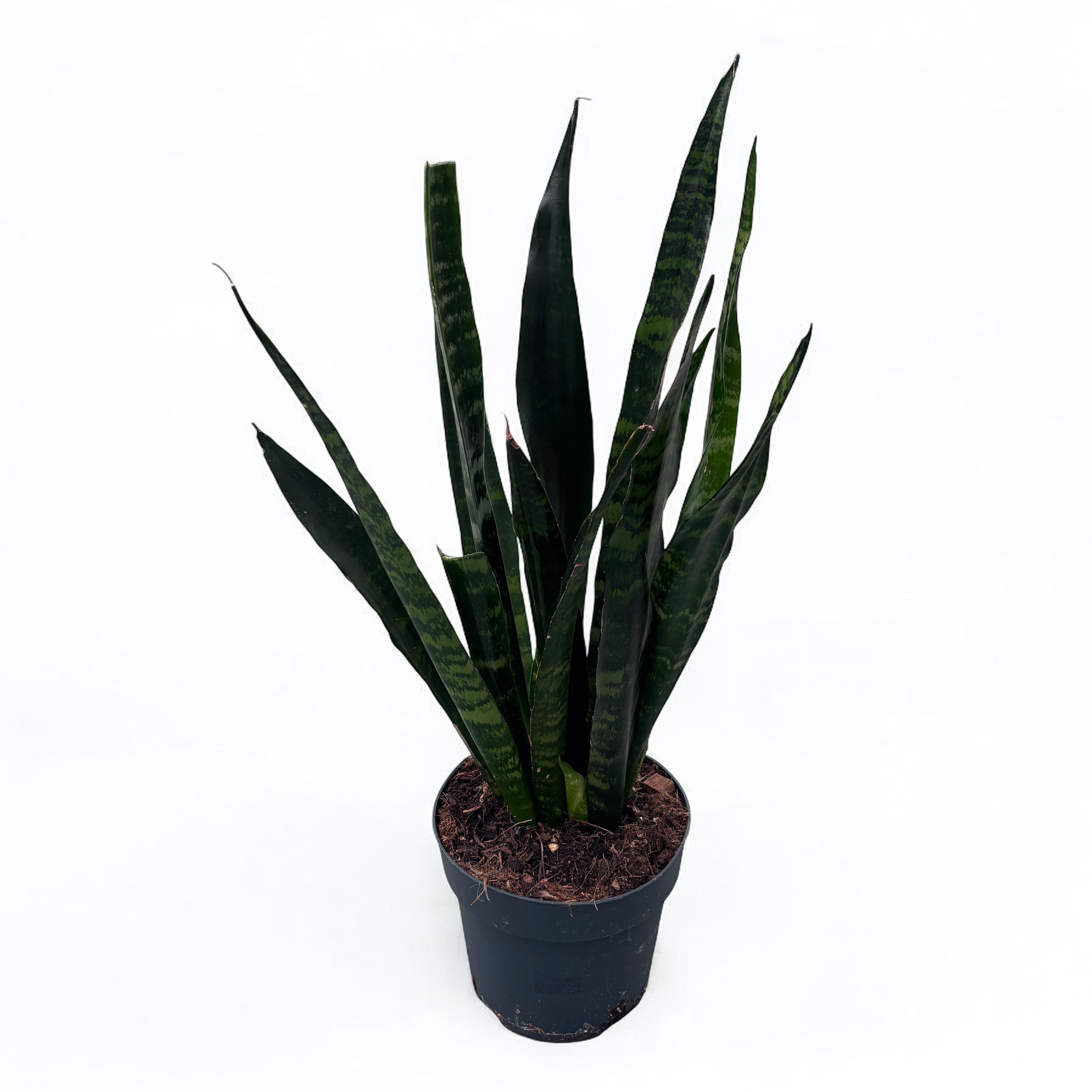 Sansevieria trifasciata 'Black Coral' (limba soacrei)