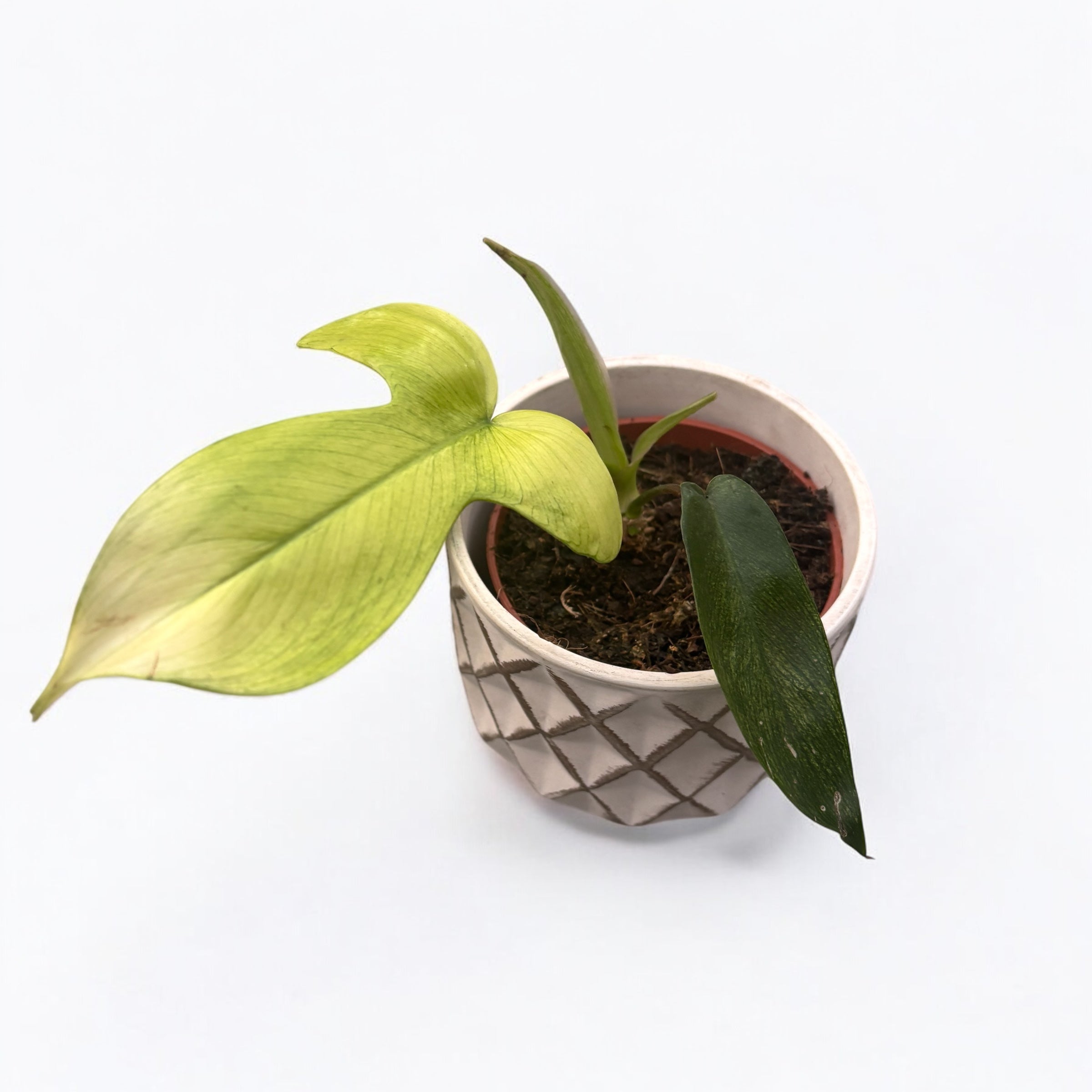 Philodendron 'Florida Ghost'