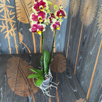 Phalaenopsis Yellow Cow