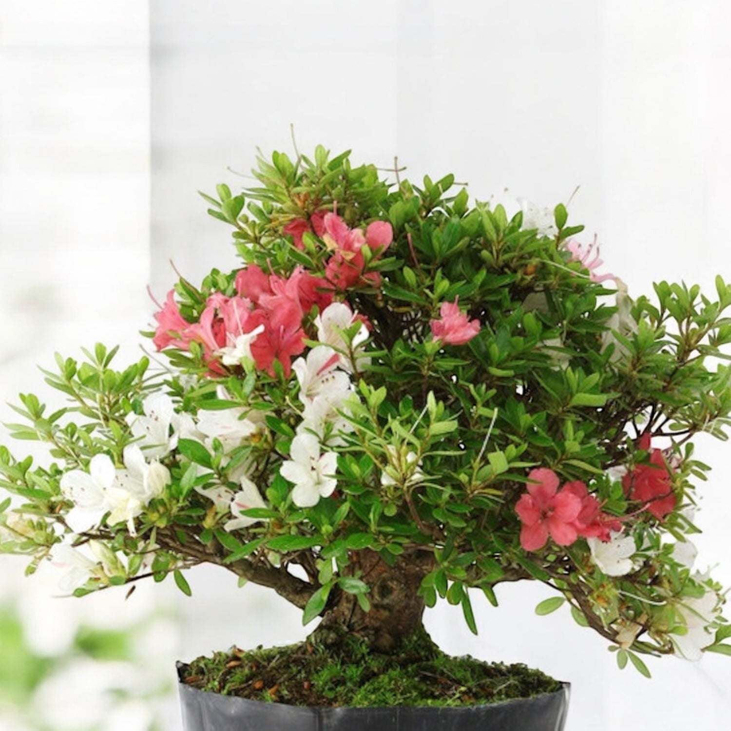 Bonsai Rhododendron indicum ‘Kotaro’