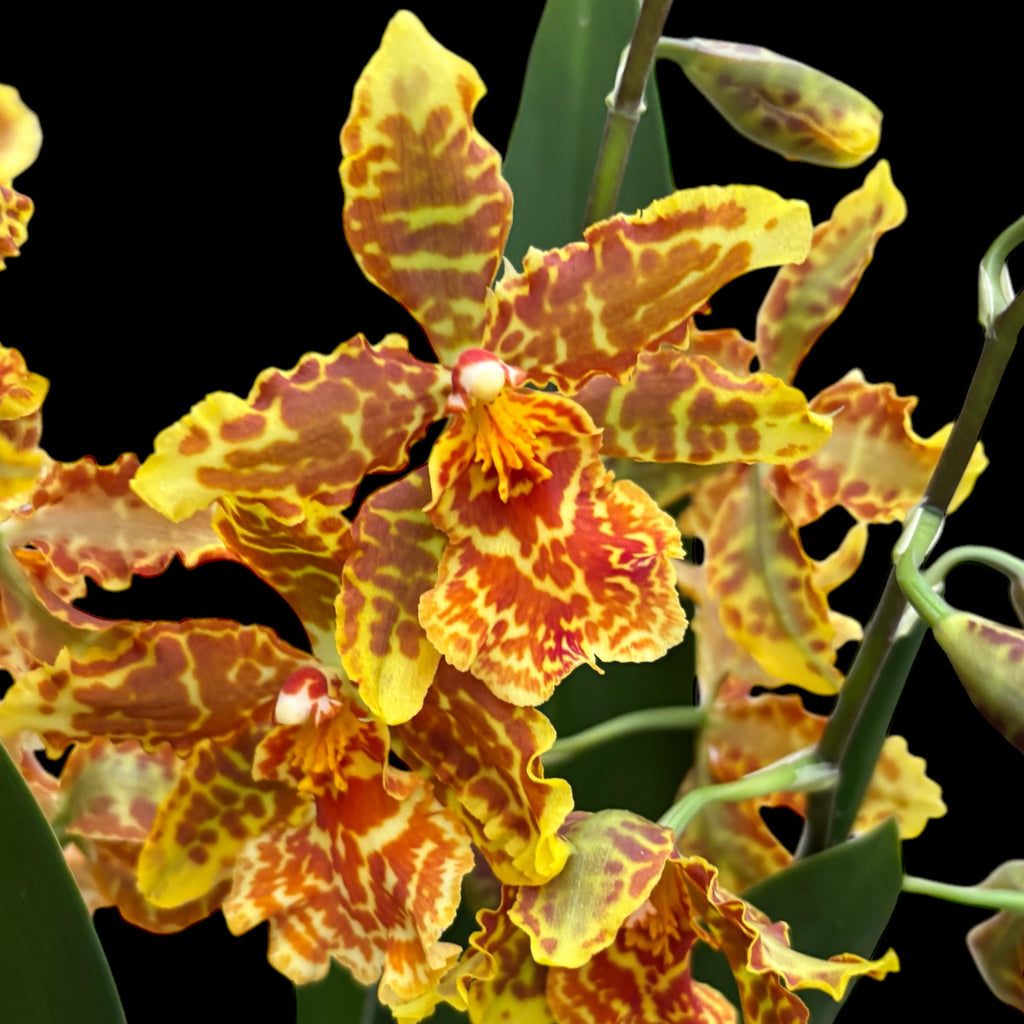 Odontocidium Golden Mirth ‘Filini’s Gold Dust’ - vonné květy
