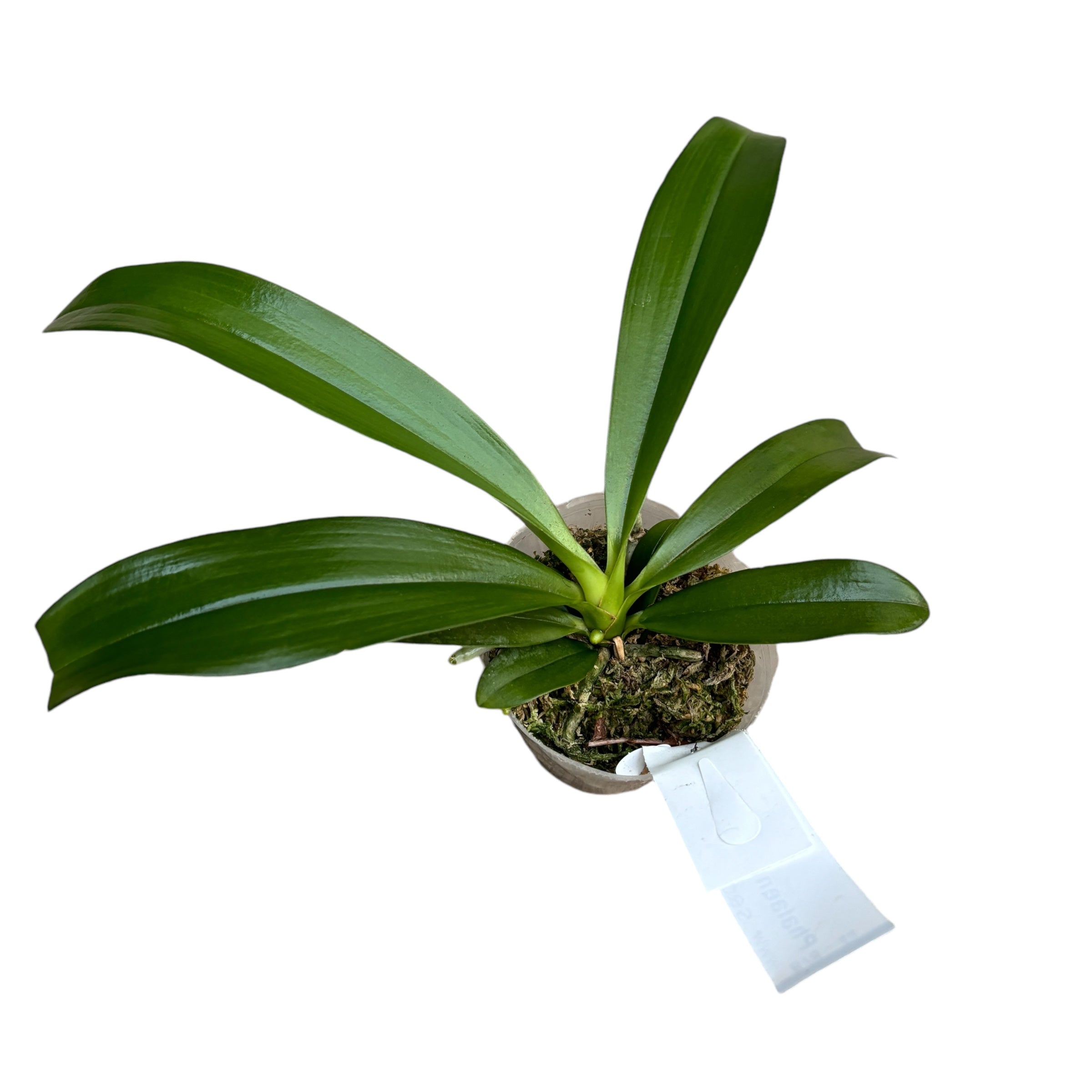 Phalaenopsis borneensis duftend