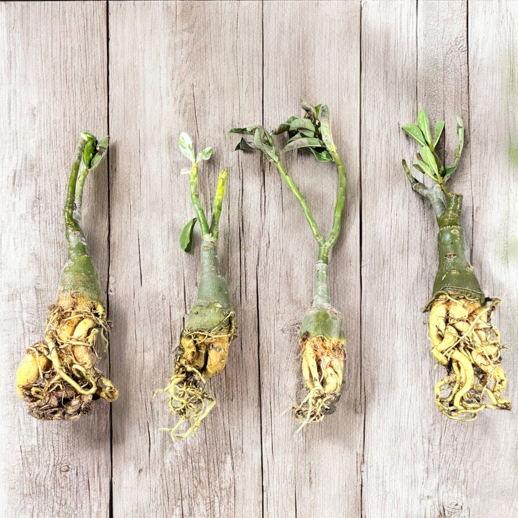 Adenium obesum 'Red' (variegated)