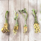 Adenium obesum 'Golden Bambi' (variegated)