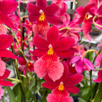 Burrageara Nelly Isler 'Swiss Beauty' - intensely fragrant flowers