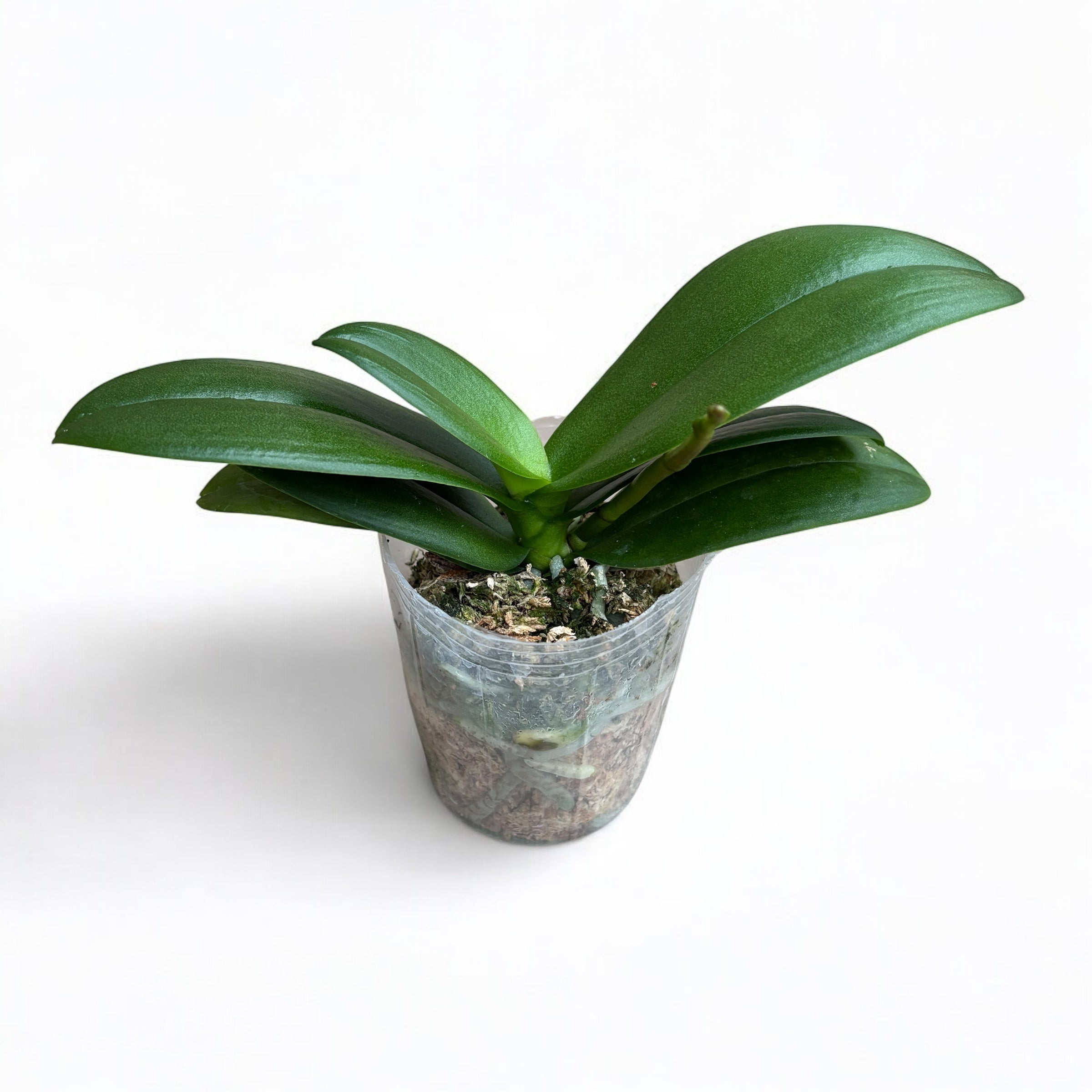 Phalaenopsis Reyoung Ultra Violet