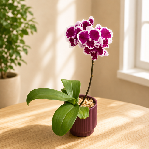 Phalaenopsis Miki Pink Panther *big lip