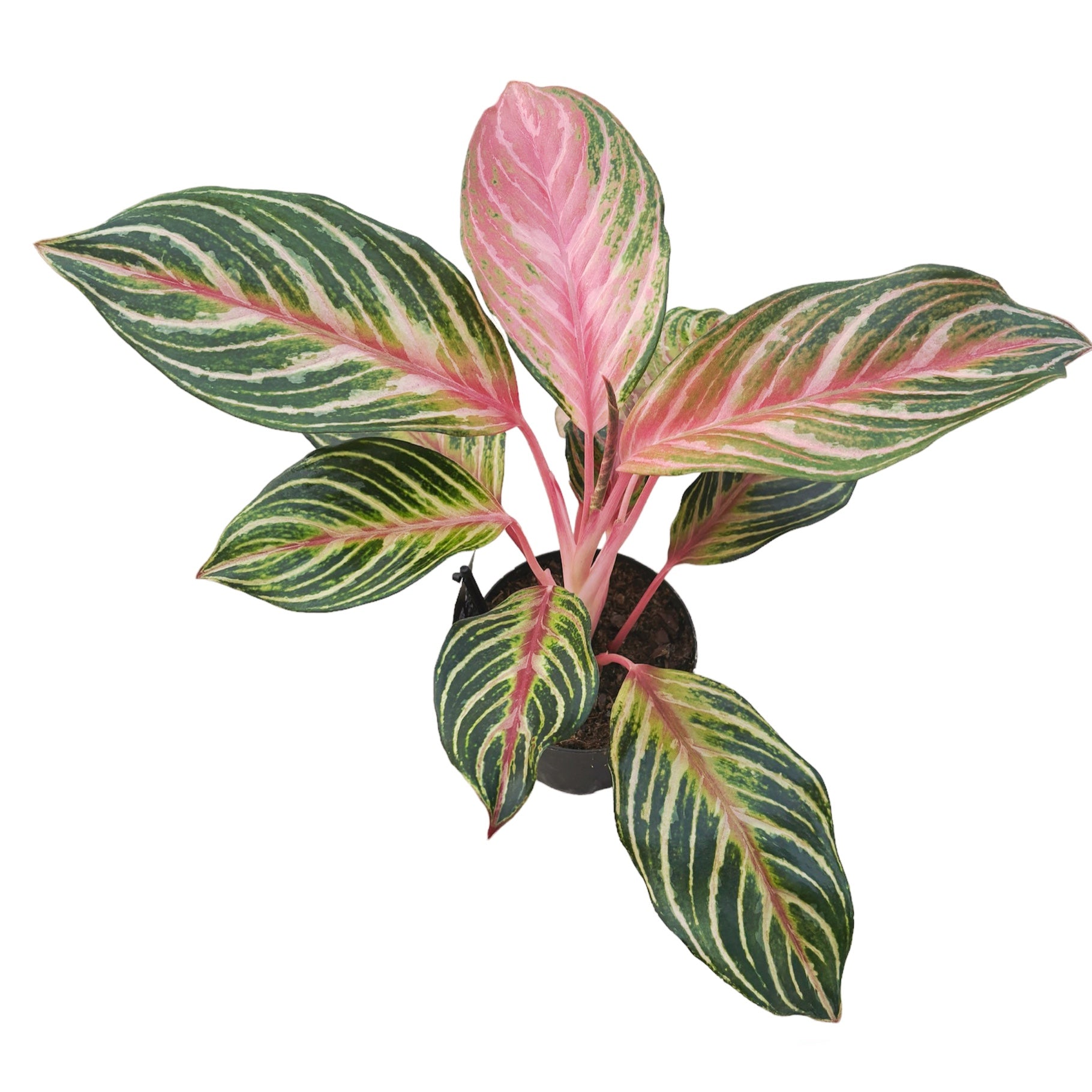 Aglaonema 'Dreamcatcher’