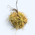 Touffe de Tillandsia Ionantha Druid