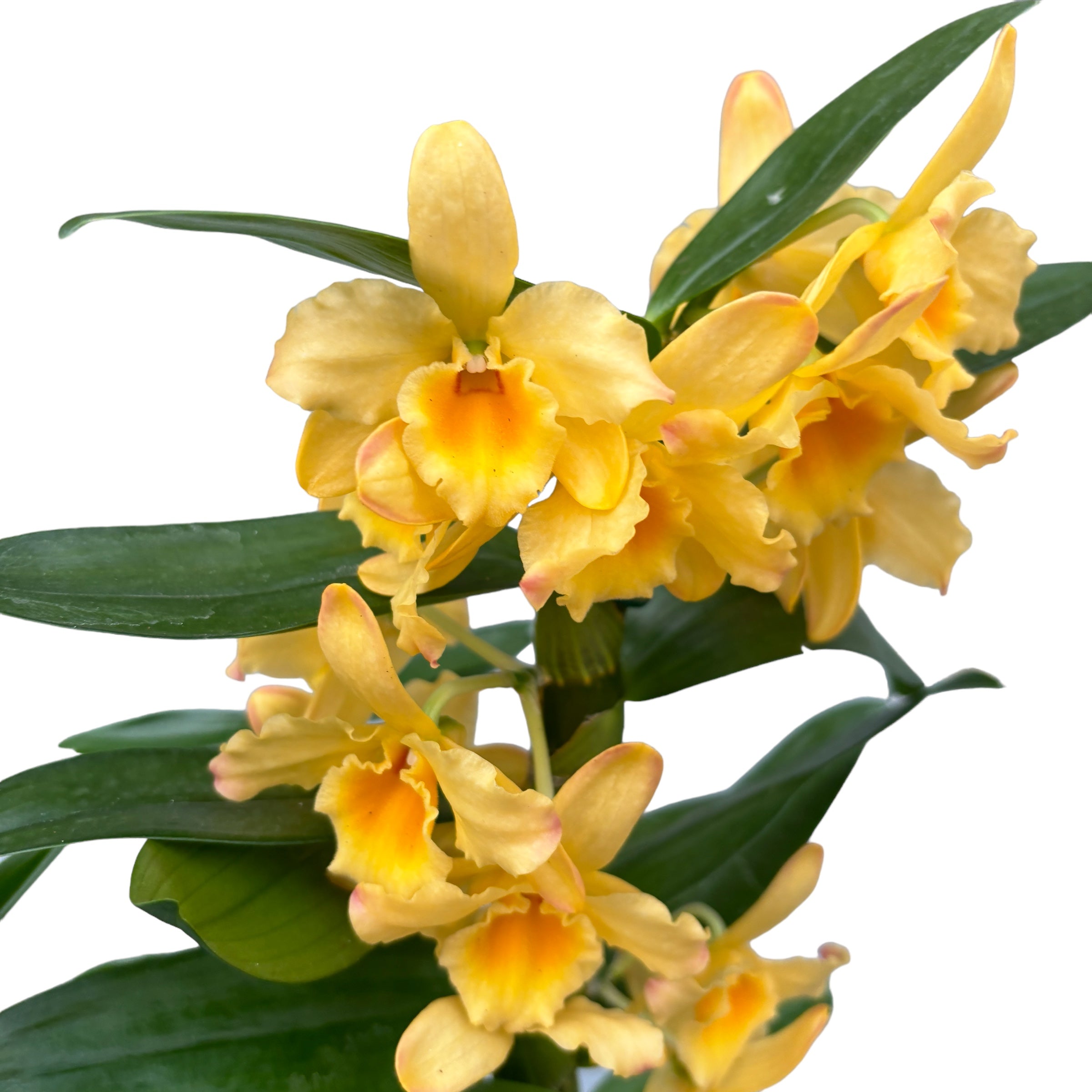 Dendrobium Spring Bird ‘Kurashiki’ duftend