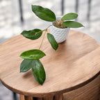 Hoya hanhiae 'Pink Yellow' - exemplare dezvoltate