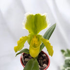 Paphiopedilum Magic Mountain-Honda Gold (Flori XL!)