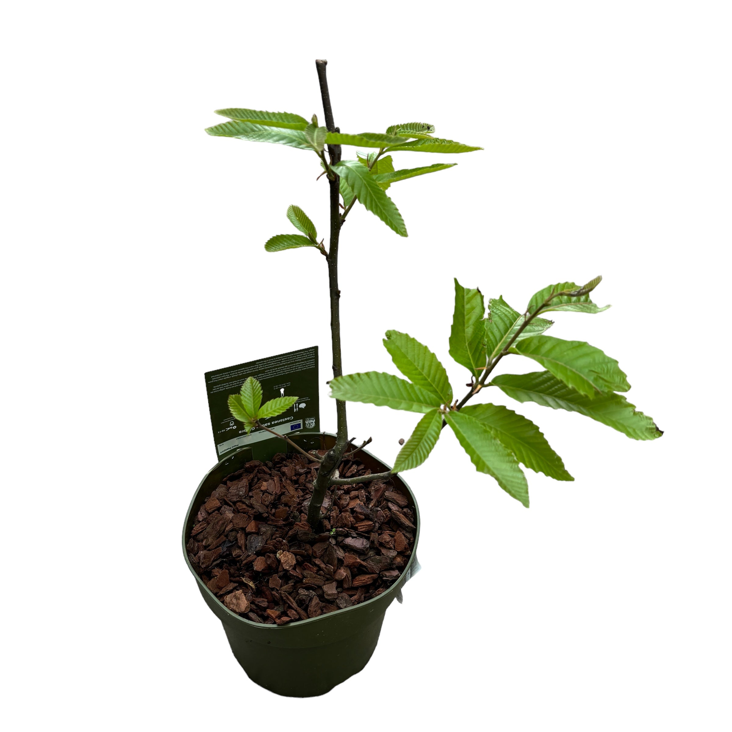 Castan comestibil - Castanea sativa 'Glabra' (Sweet Chestnut)