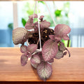 Episcia ‘Malayan Gem’