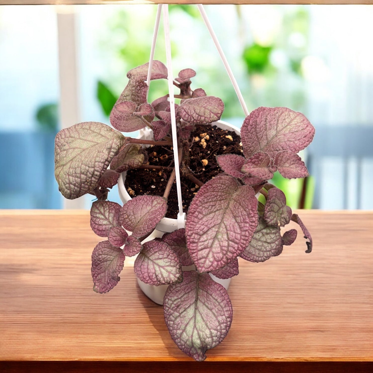 Episcia ‘Malayan Gem’