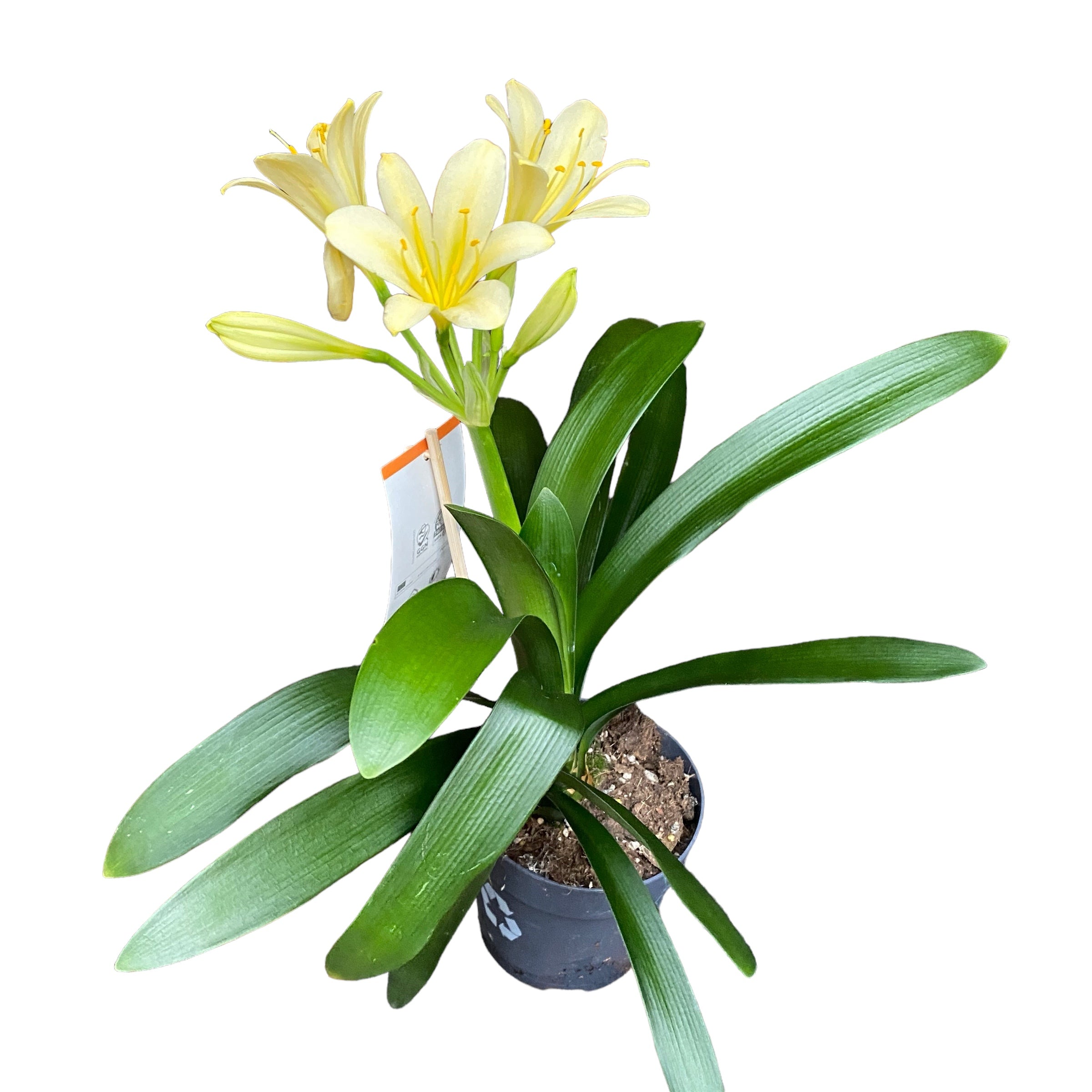 Clivia miniata var. citrina 'Yellow Star'