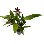 Zygopetalum hybrid #05 voňavý