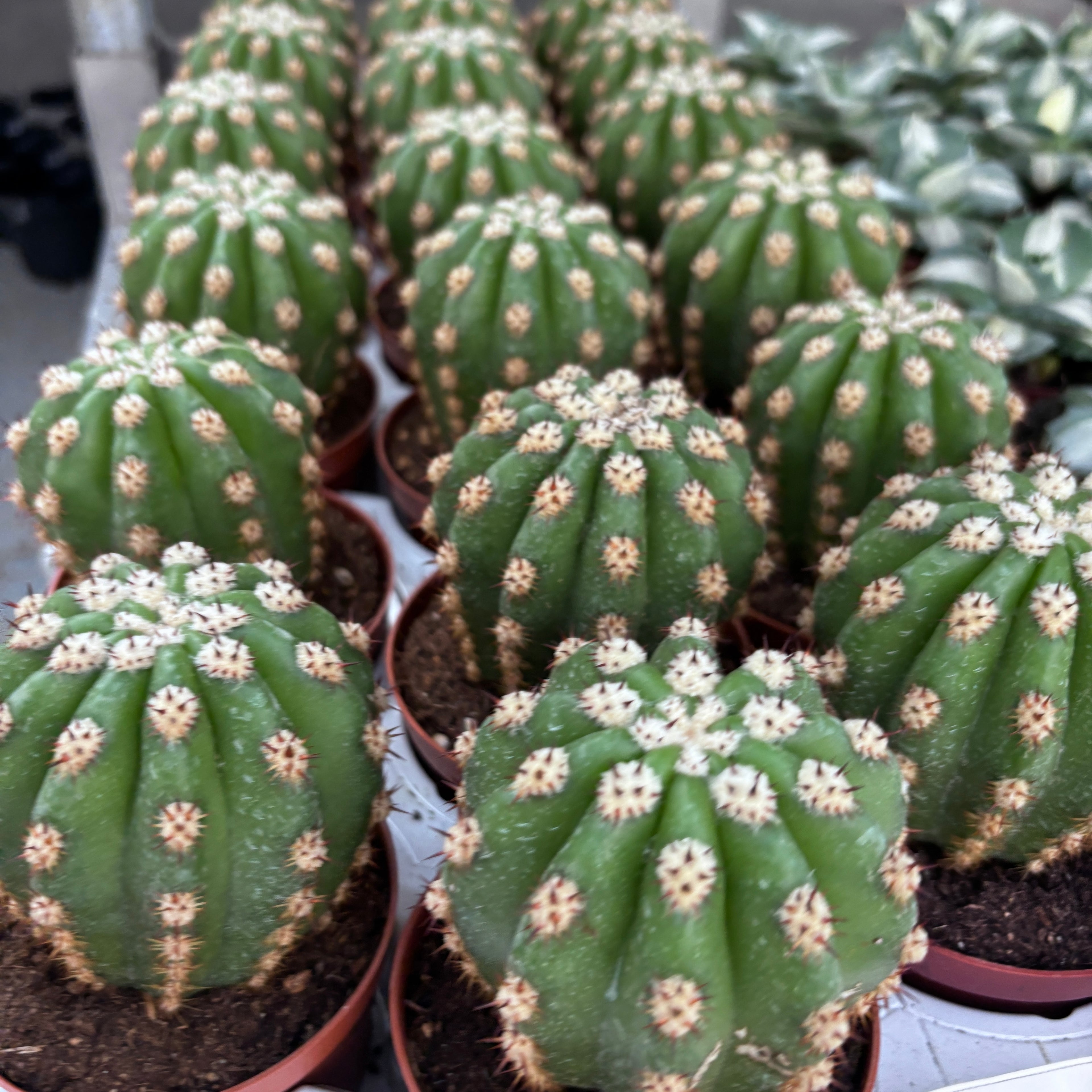 Echinopsis huascha var. grandiflora (Trichocereus grandiflorus) - Red Torch Cactus