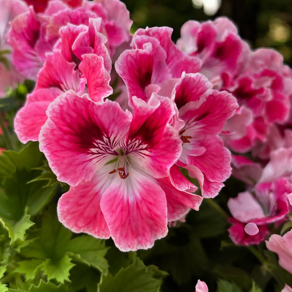 Pelargonij Grandiflorum 'Elegance Sunrise' (angleški muškat)