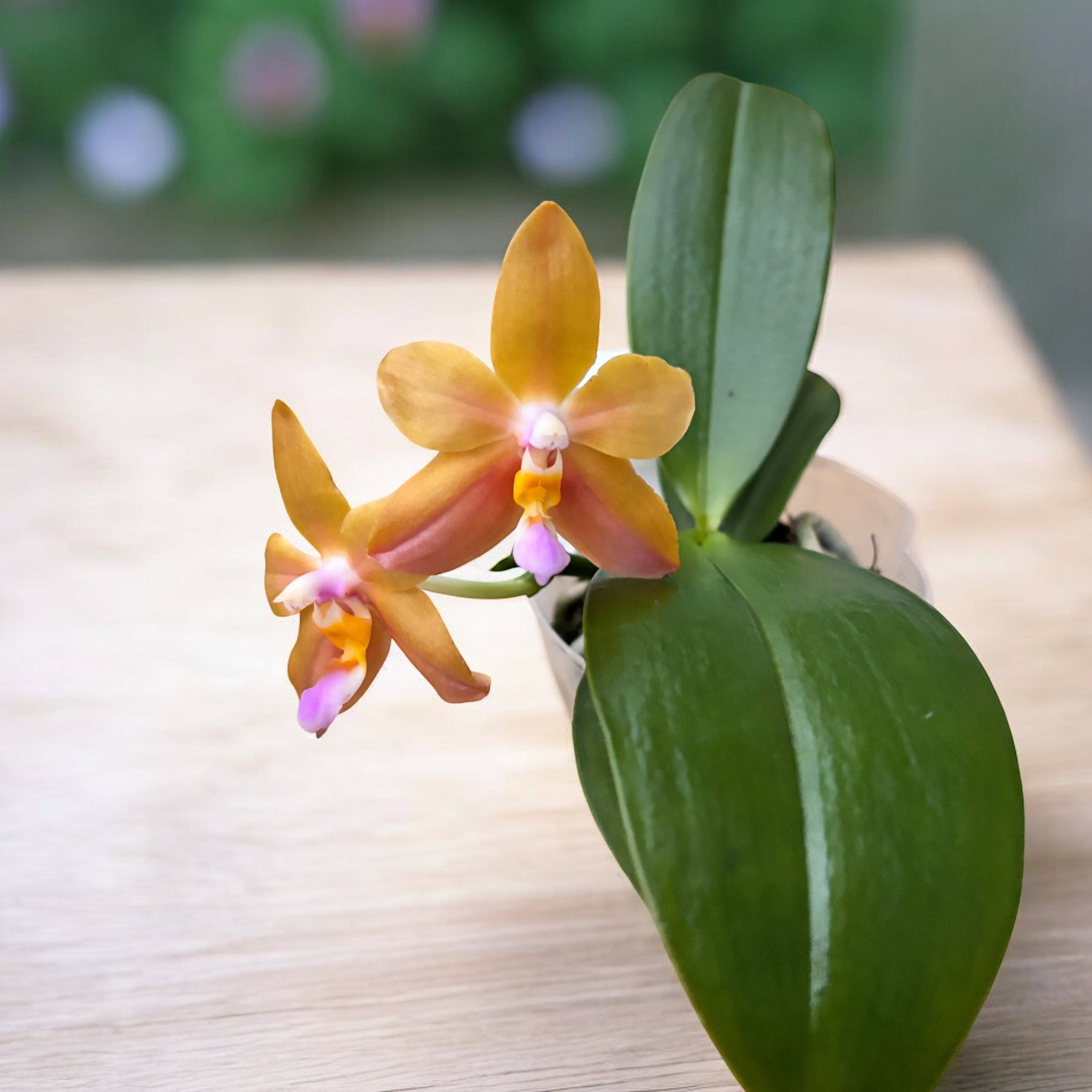 Phalaenopsis Miki Lola Girl Bear King '880'