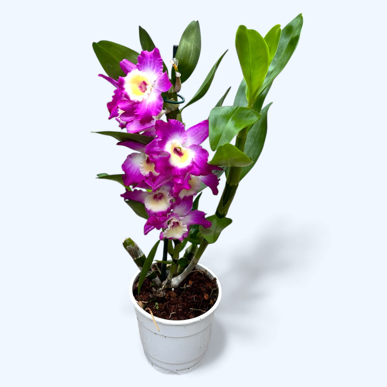 Dendrobium Wonderful Romance (Purple Rain) - parfumat