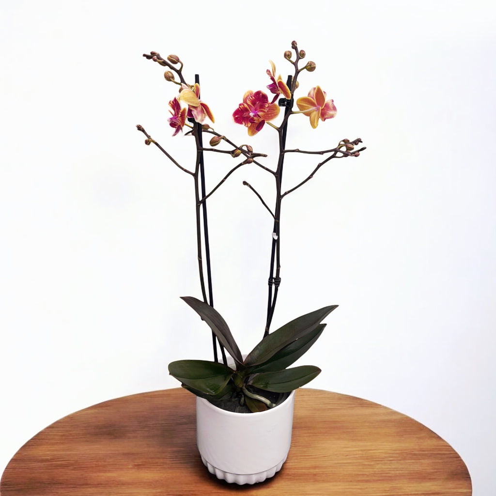 Phalaenopsis Sogo Yellowtris (peloric) - geurig