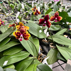 Phalaenopsis Allura 'Voodoo' *voňavá