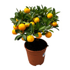 Calamondin Oriana (Citrina)