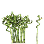 Lucky Bamboo – bambou porte-bonheur en tige, symbole d'équilibre et de prospérité