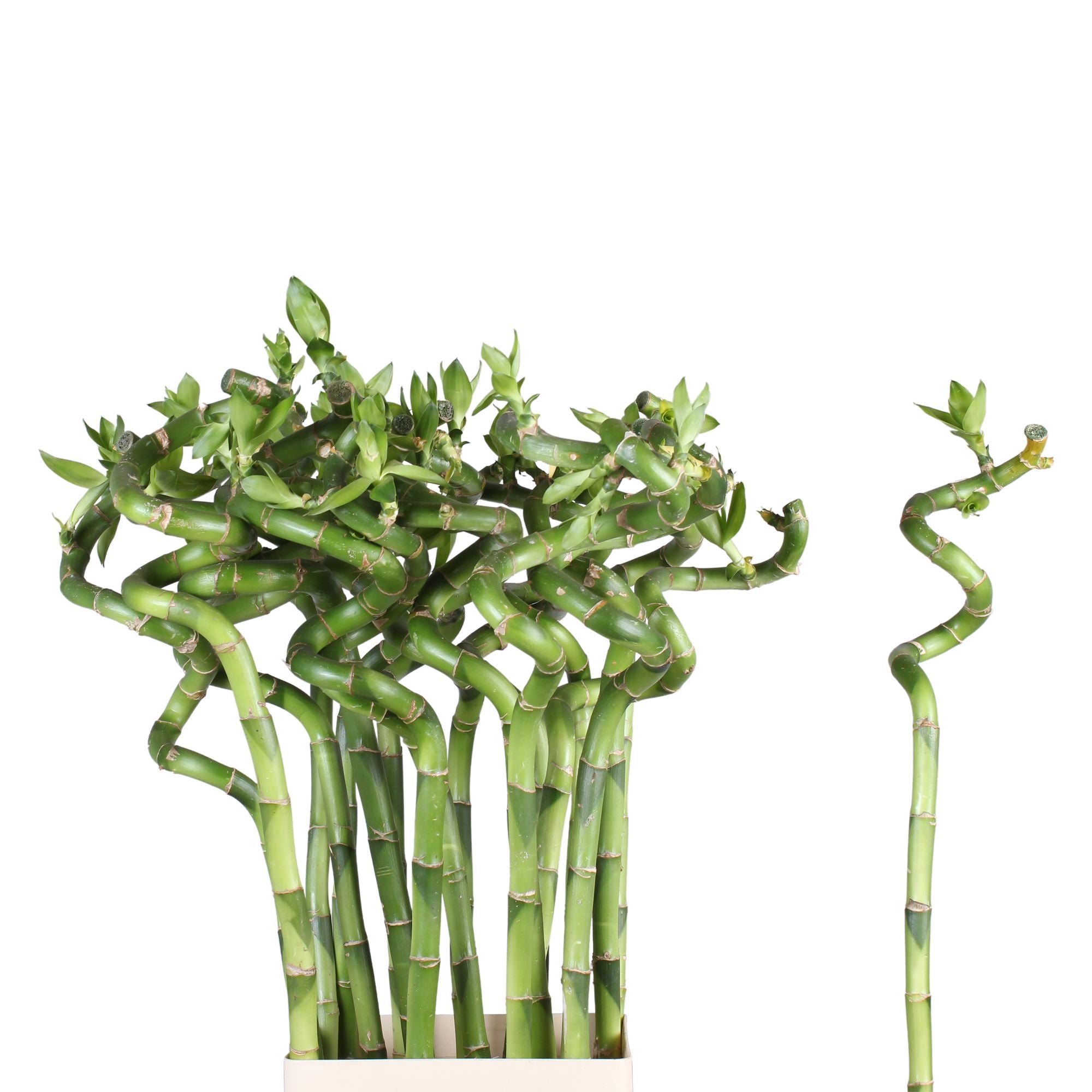 Lucky Bamboo – bambou porte-bonheur en tige, symbole d'équilibre et de prospérité