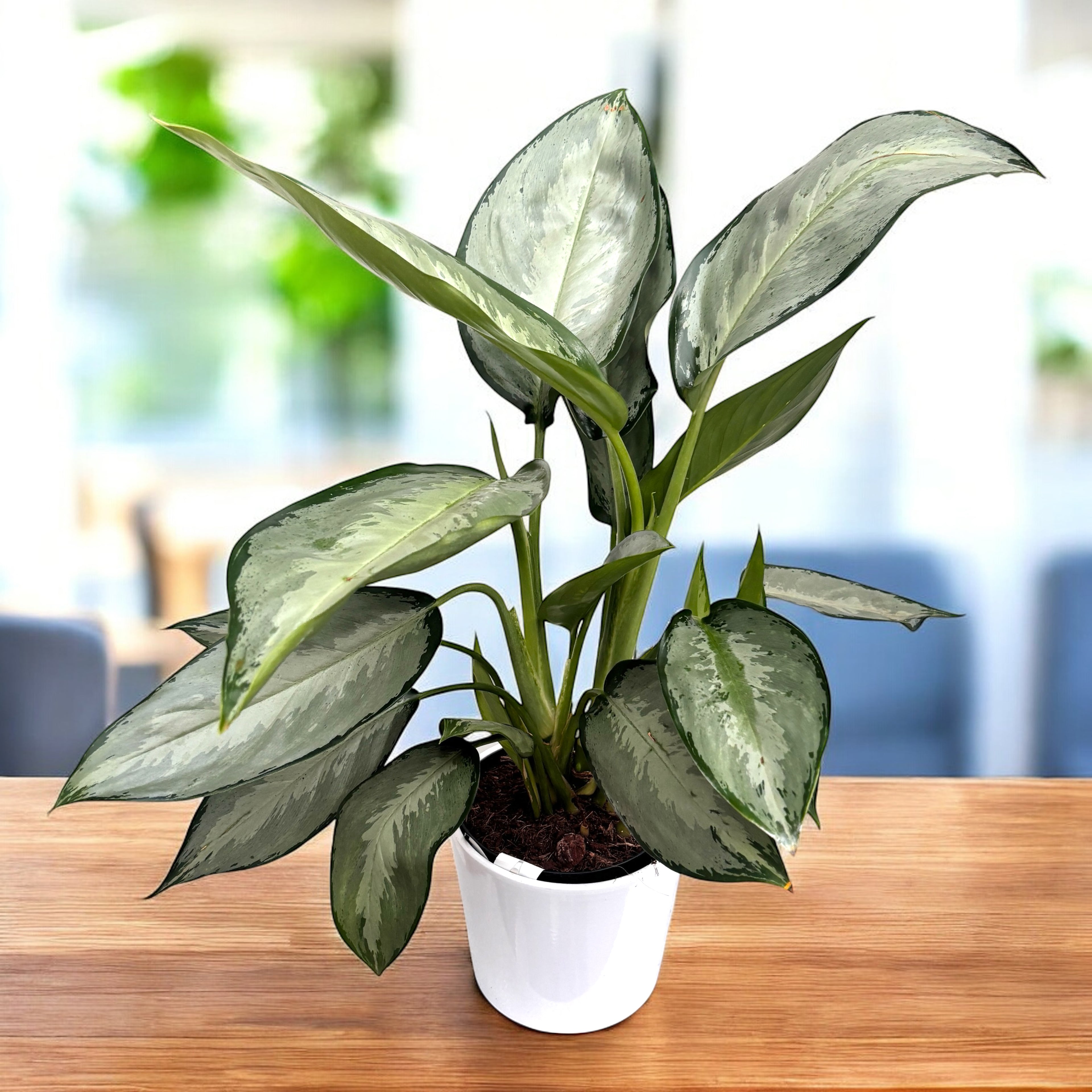 aglaonema plateada Aglaonema 'Silverado'